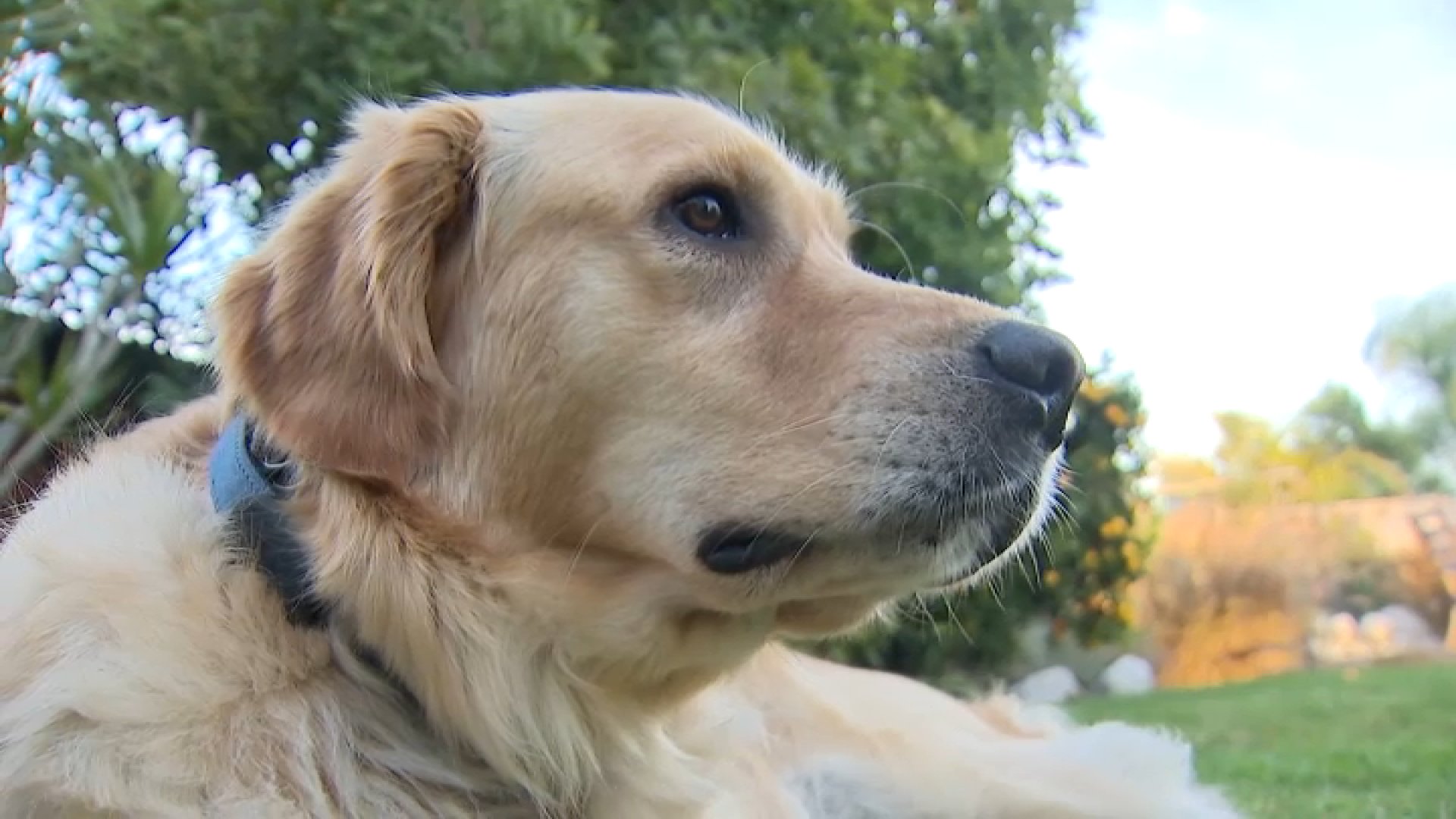 San Diego Unified School Board member's dog poisoned in Sorrento Valley backyard