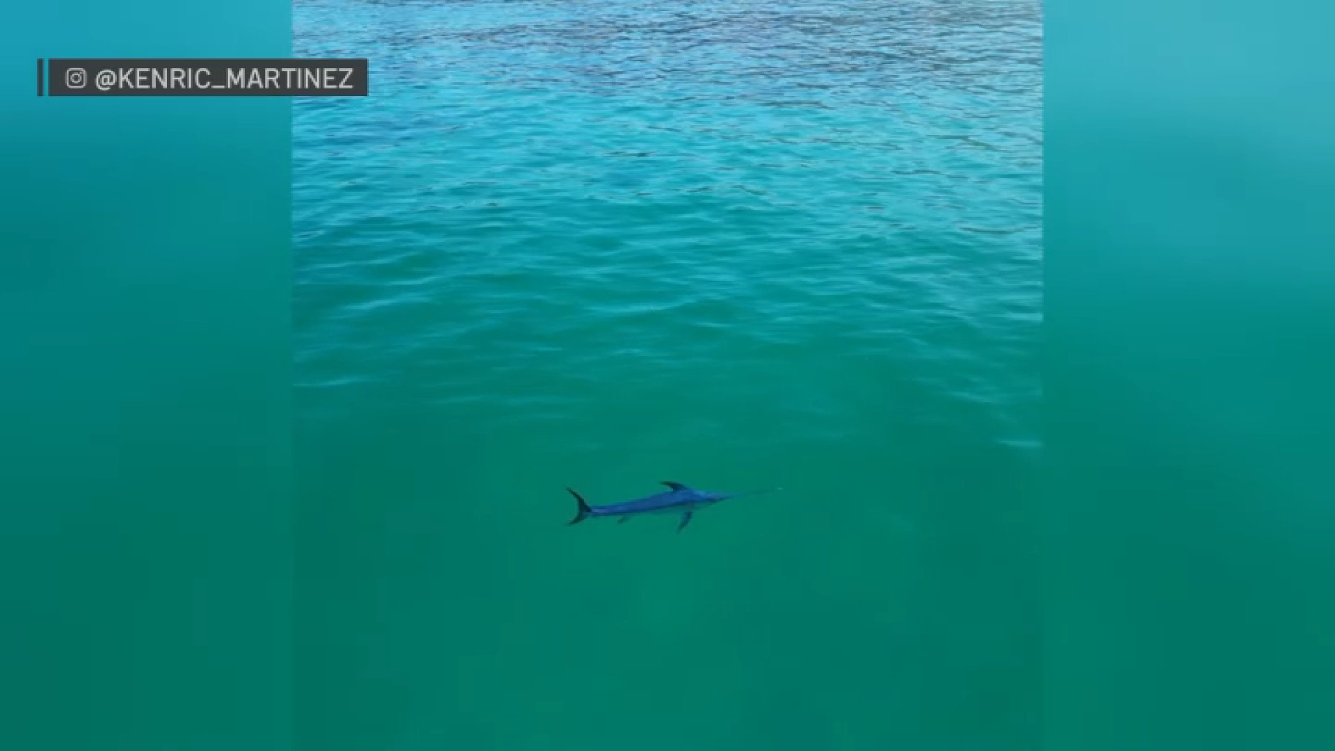 Drone video captures rare swordfish sighted off La Jolla coastline