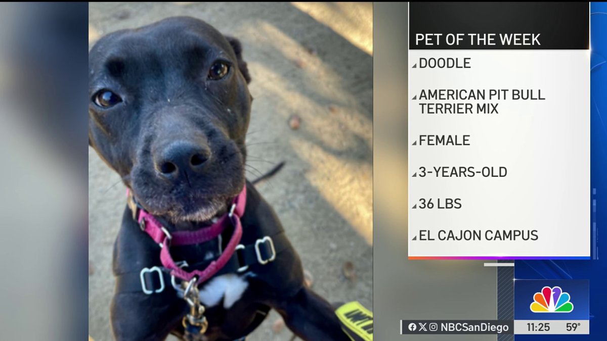 Pet of the Week: Doodle the American pit bull terrier mix is ready to ...