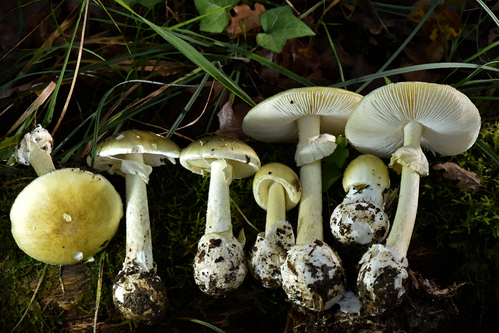 4 people have died from eating death cap mushrooms spreading in California after rains