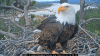 RIP, Jackie. Beloved Big Bear eagle dies after weeks in ICU, care team confirms