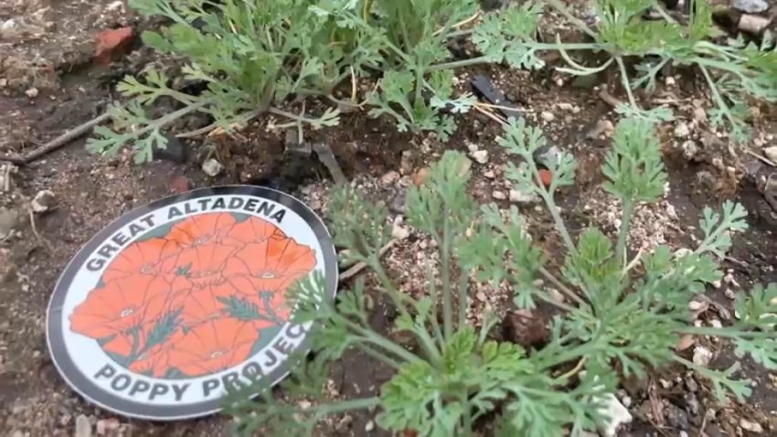 A sign for the Great Altadena Poppy Project, as seen on Thursday, Jan. 15, 2026.