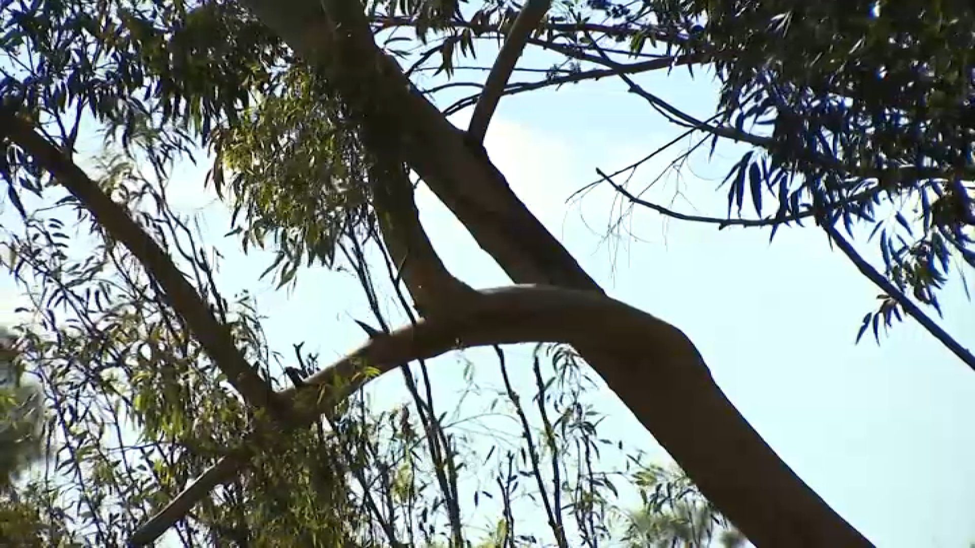 Experts share tree maintenance tips ahead of strong winds expected this week