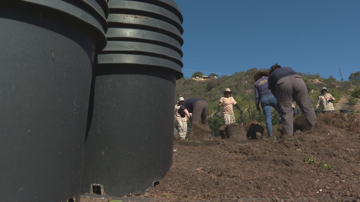Escondido nursery owner sues California as state destroys 32,000 plants