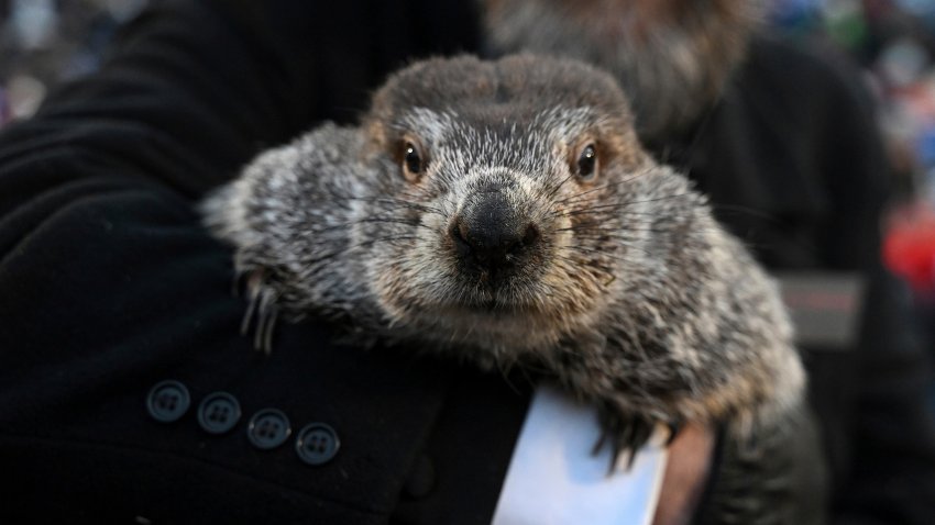 Groundhog Club handler A.J. Dereume holds Punxsutawney Phil, the weather prognosticating groundhog, during the 137th celebration of Groundhog Day on Gobbler's Knob in Punxsutawney, Pa., Feb. 2, 2023.
