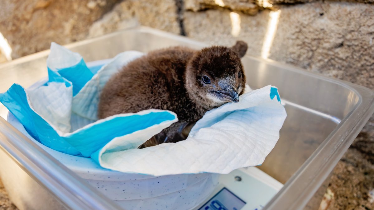 Birch Aquarium celebrates first Little Blue Penguin chick raised by parents