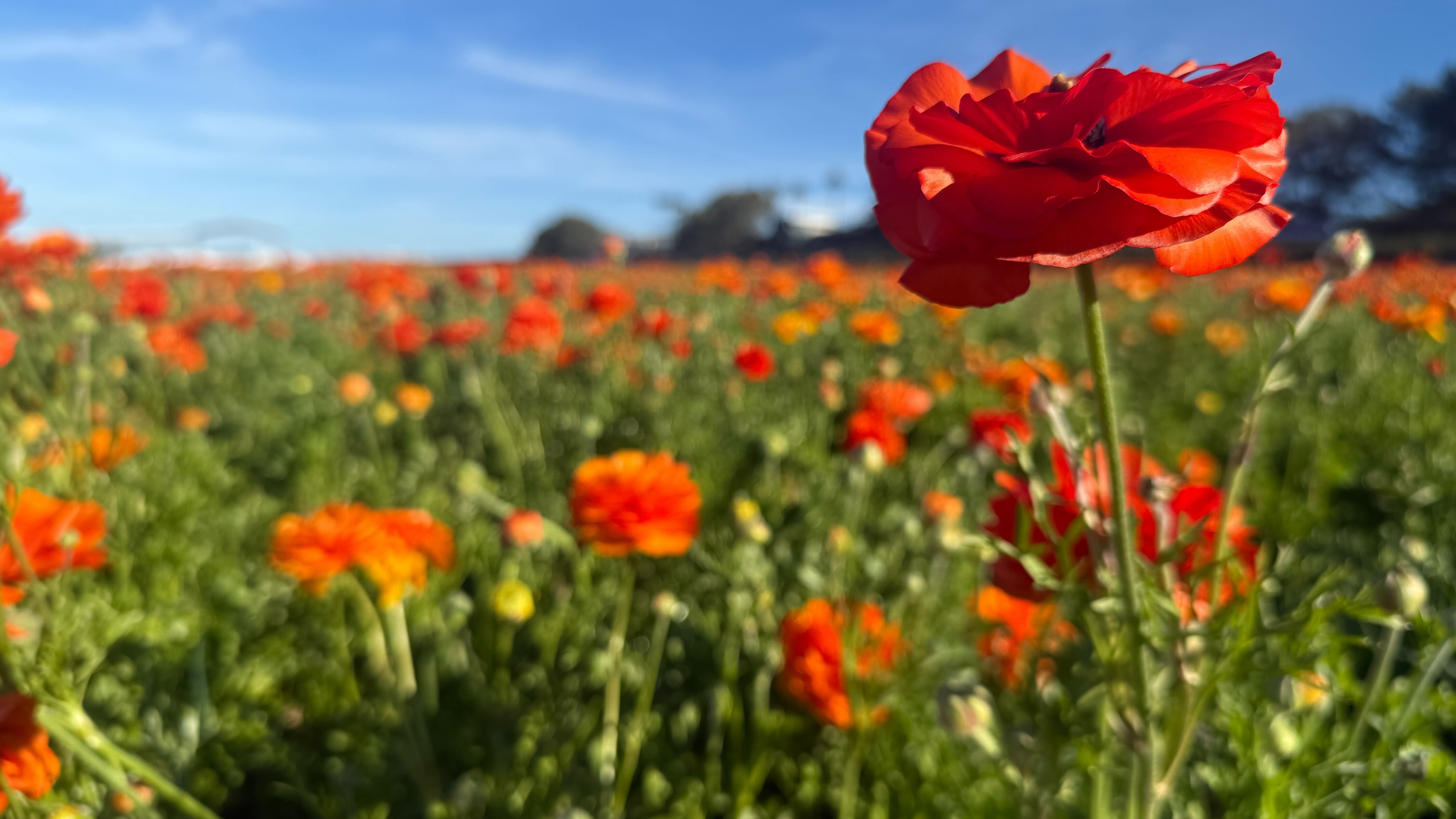 What to know: Carlsbad Flower Fields open for 2026 season