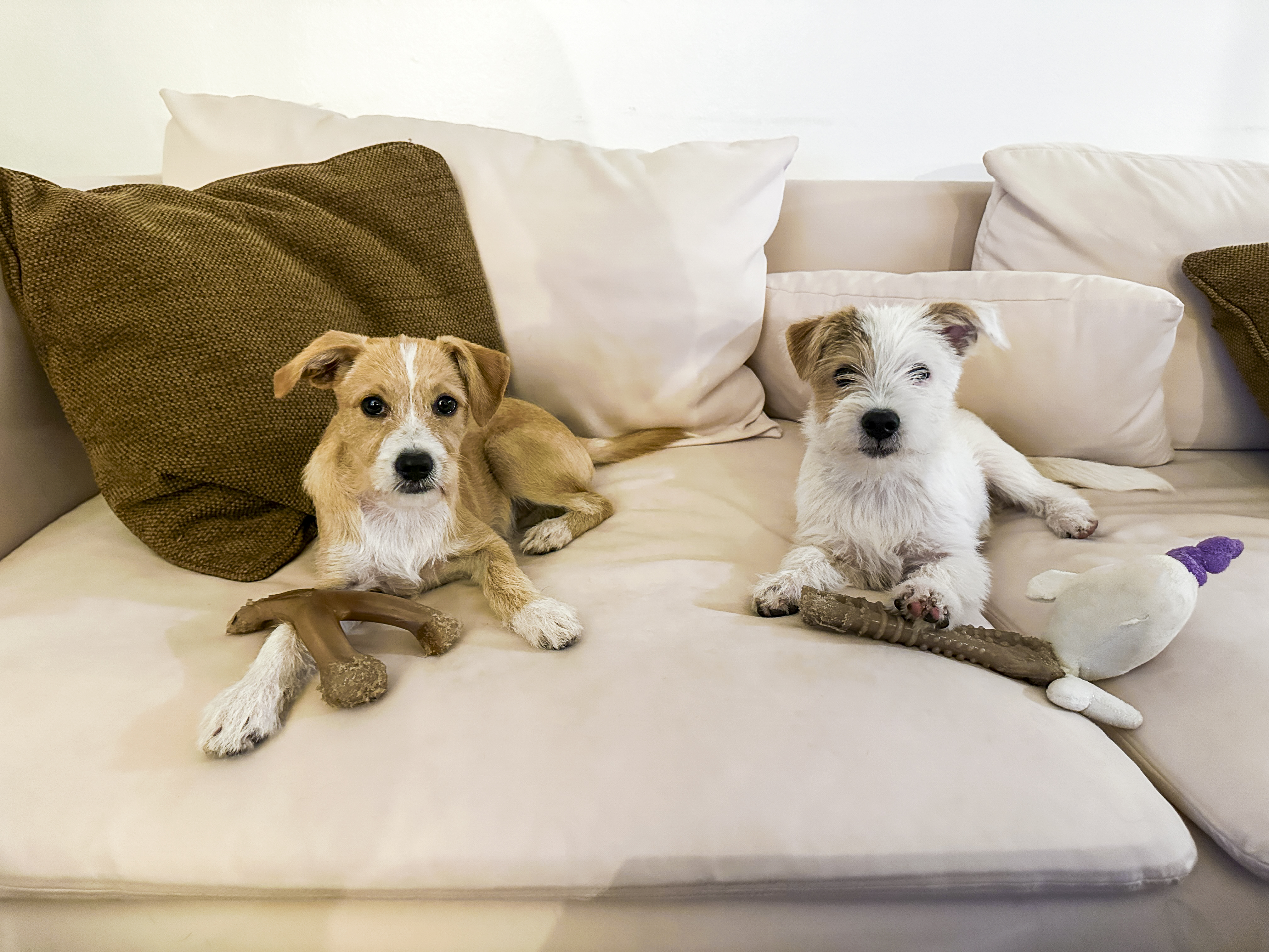 San Diego rescue dogs to be featured in Puppy Bowl XXII