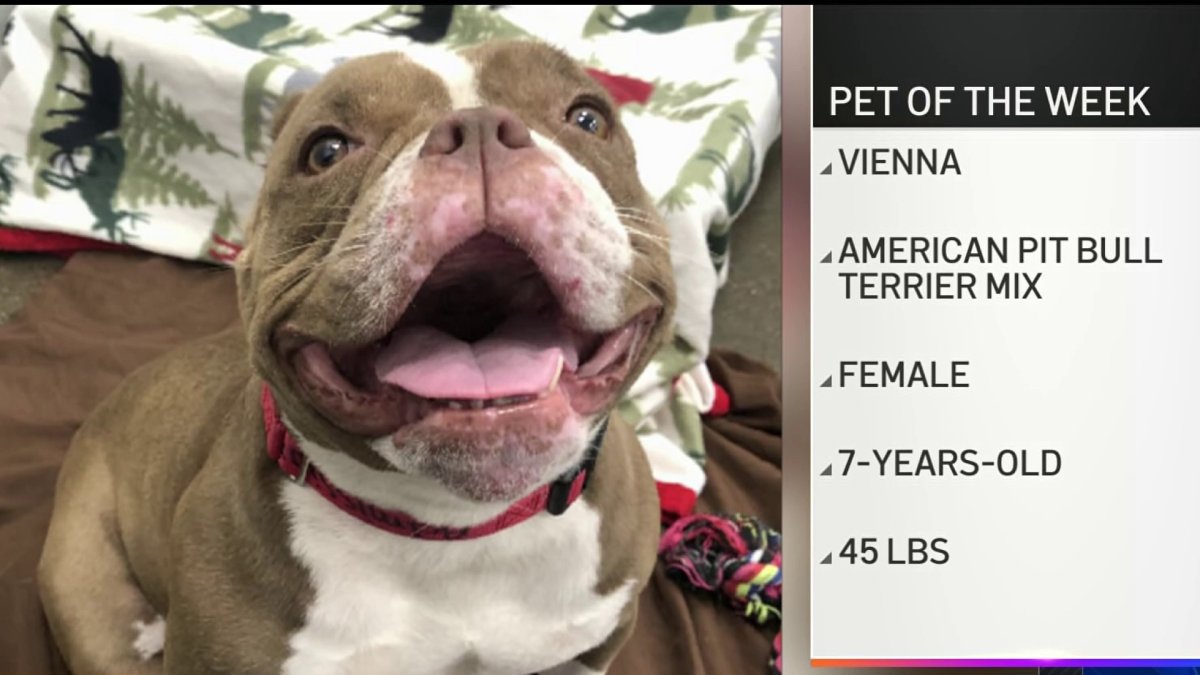 Pet of the Week: Vienna the American pit bull terrier mix – NBC 7 San Diego
