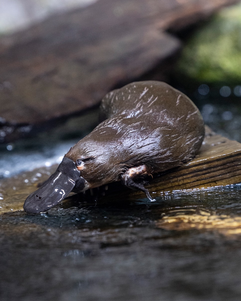 Adored platypus at San Diego Zoo Safari Park passes away at 21