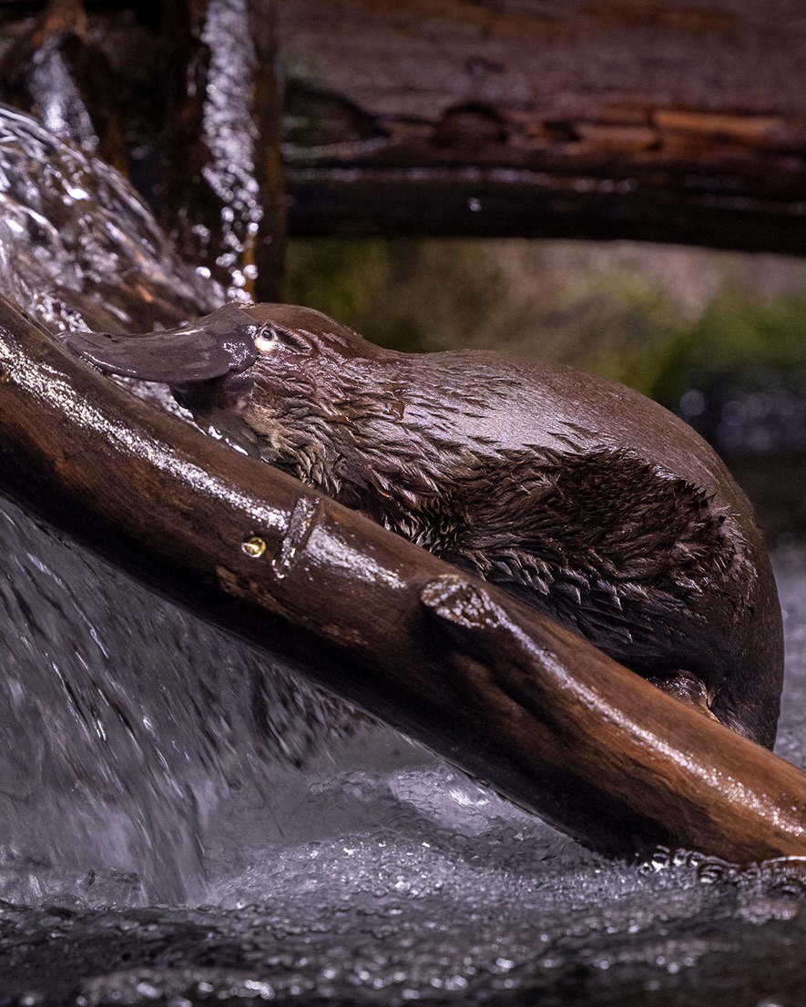 Adored platypus at San Diego Zoo Safari Park passes away at 21 – NBC 7 ...