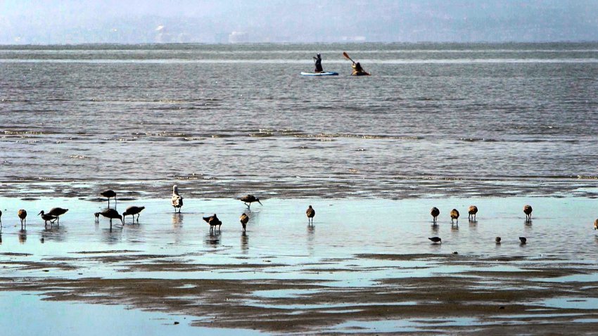 People row kayaks at Crown Memorial State Beach in Alameda.