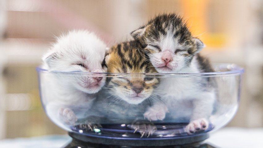 A bowl of sleepy kittens courtesy of the San Diego Humane Society.
