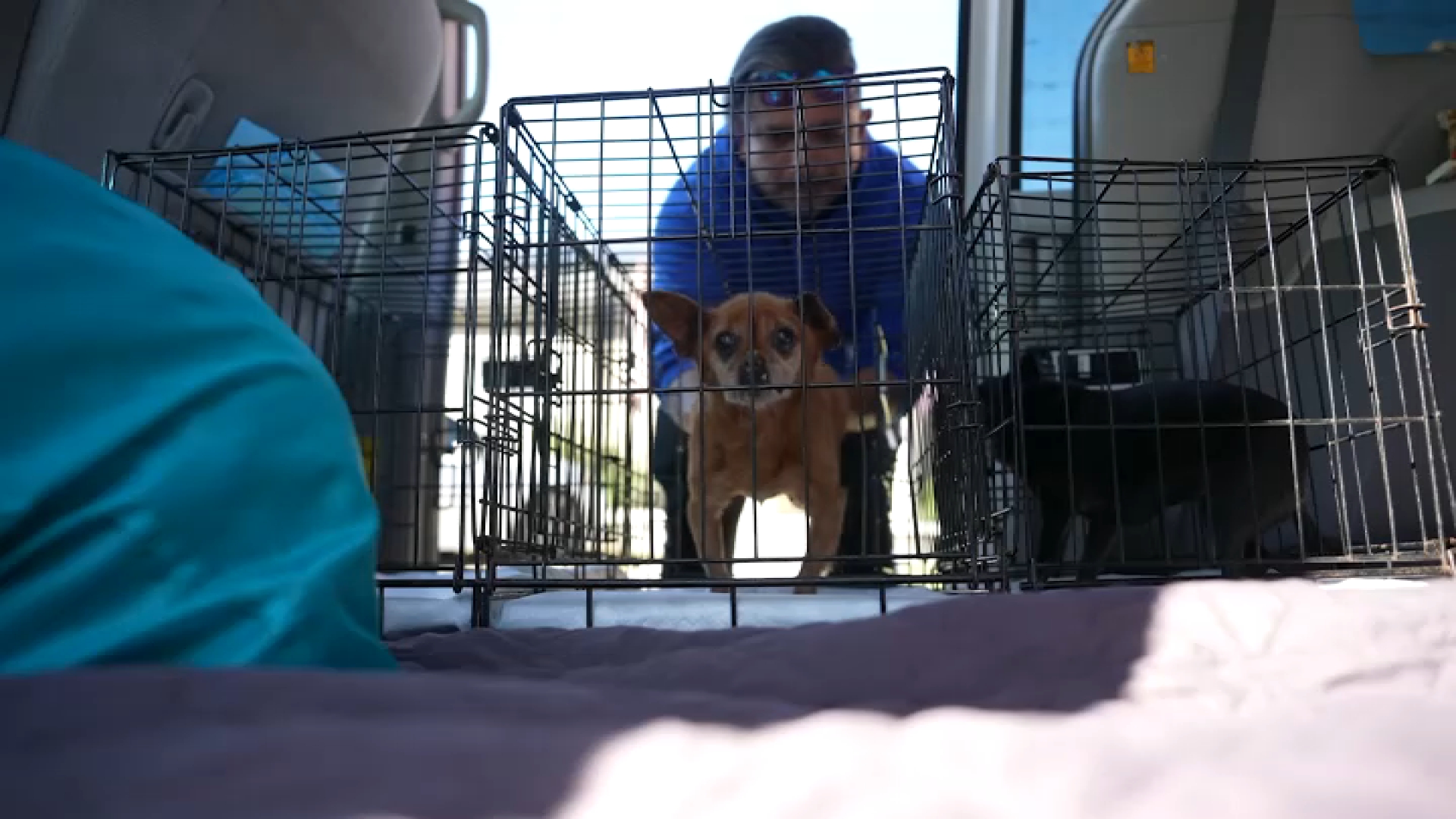 San Diegans are going to Tijuana for cheaper vet care. This company helps with border crossing