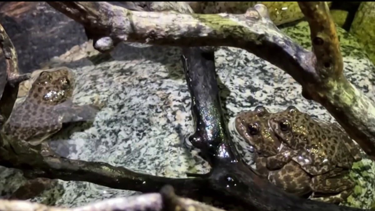 A closer look at How To Protect Endangered Species