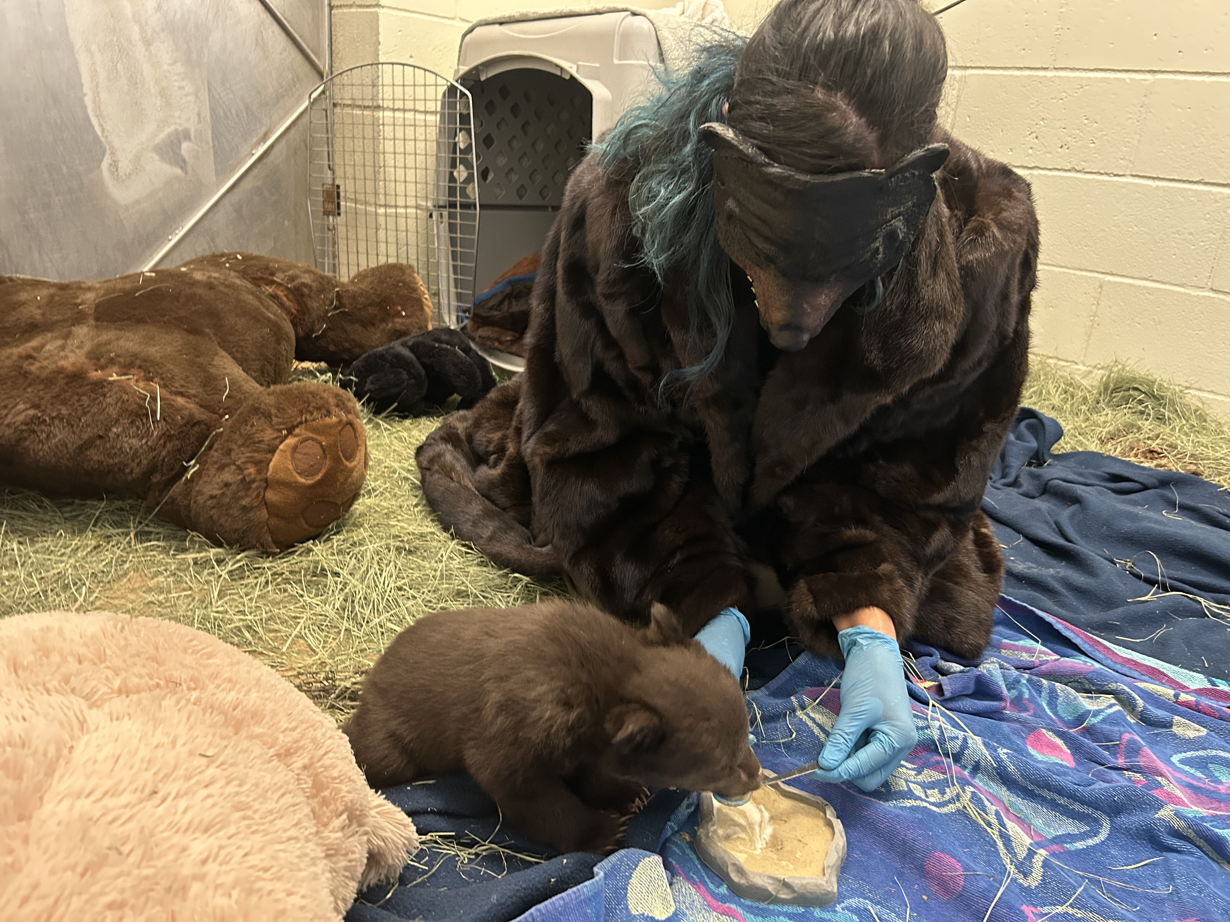 A staff member in a bear mask and animal fur interacts with one of the bear cubs at the Ramona Wildlife Center.
