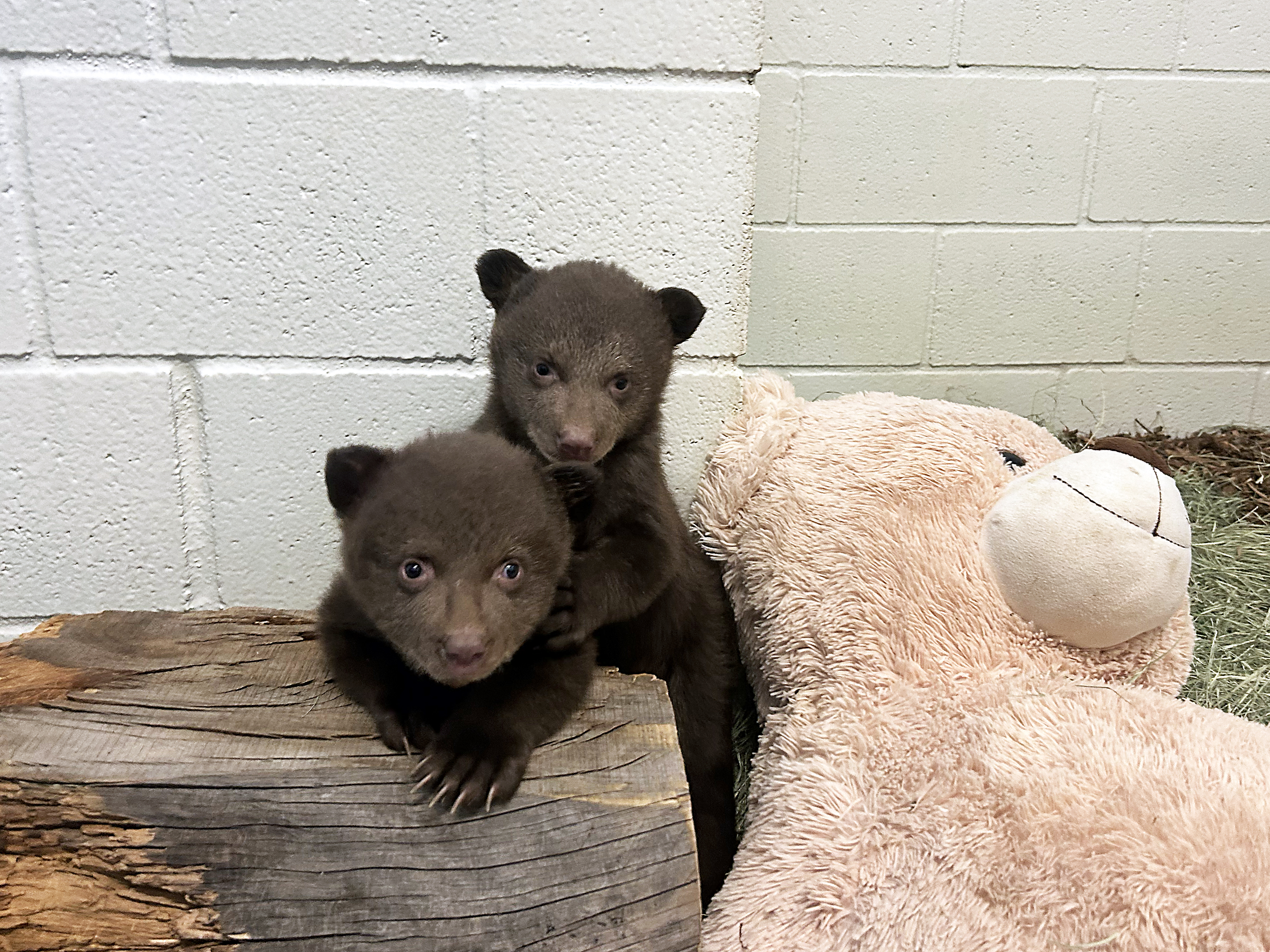 The bear cubs at San Diego Humane Society's Ramona Wildlife Center.