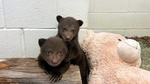 The bear cubs at San Diego Humane Society's Ramona Wildlife Center.