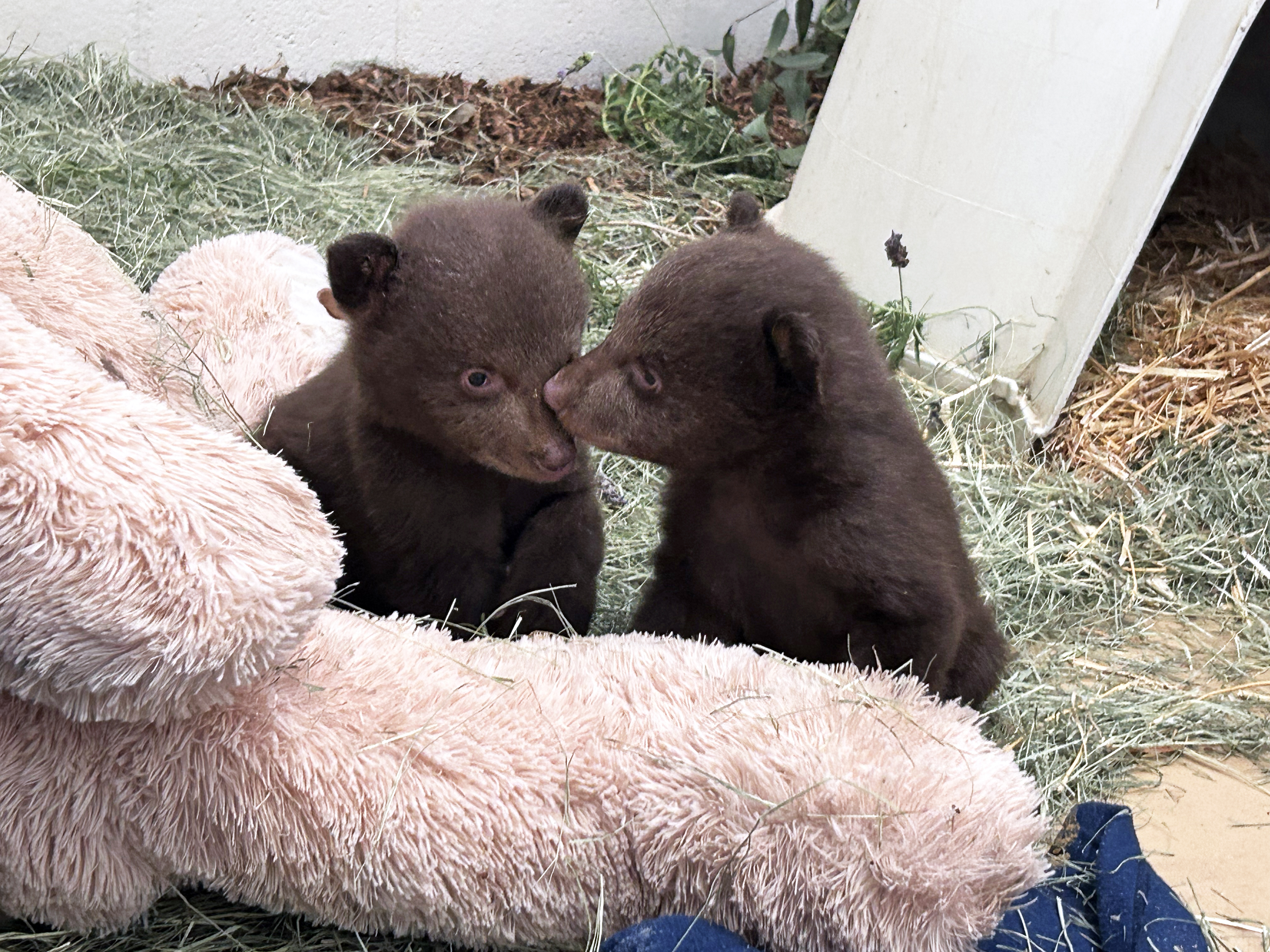 LA County bear cubs receive care at Ramona Wildlife Center after mother euthanized