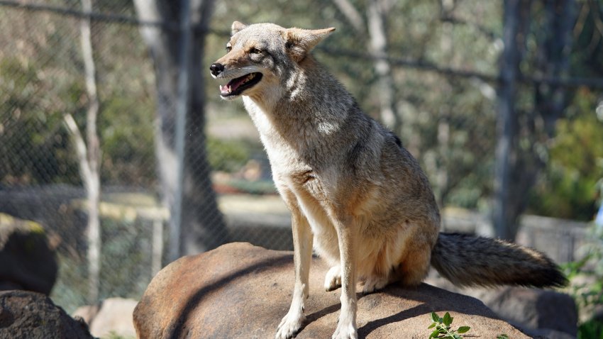 San Diego Humane Society calls for coexistence with coyotes during Coyote Awareness Week.