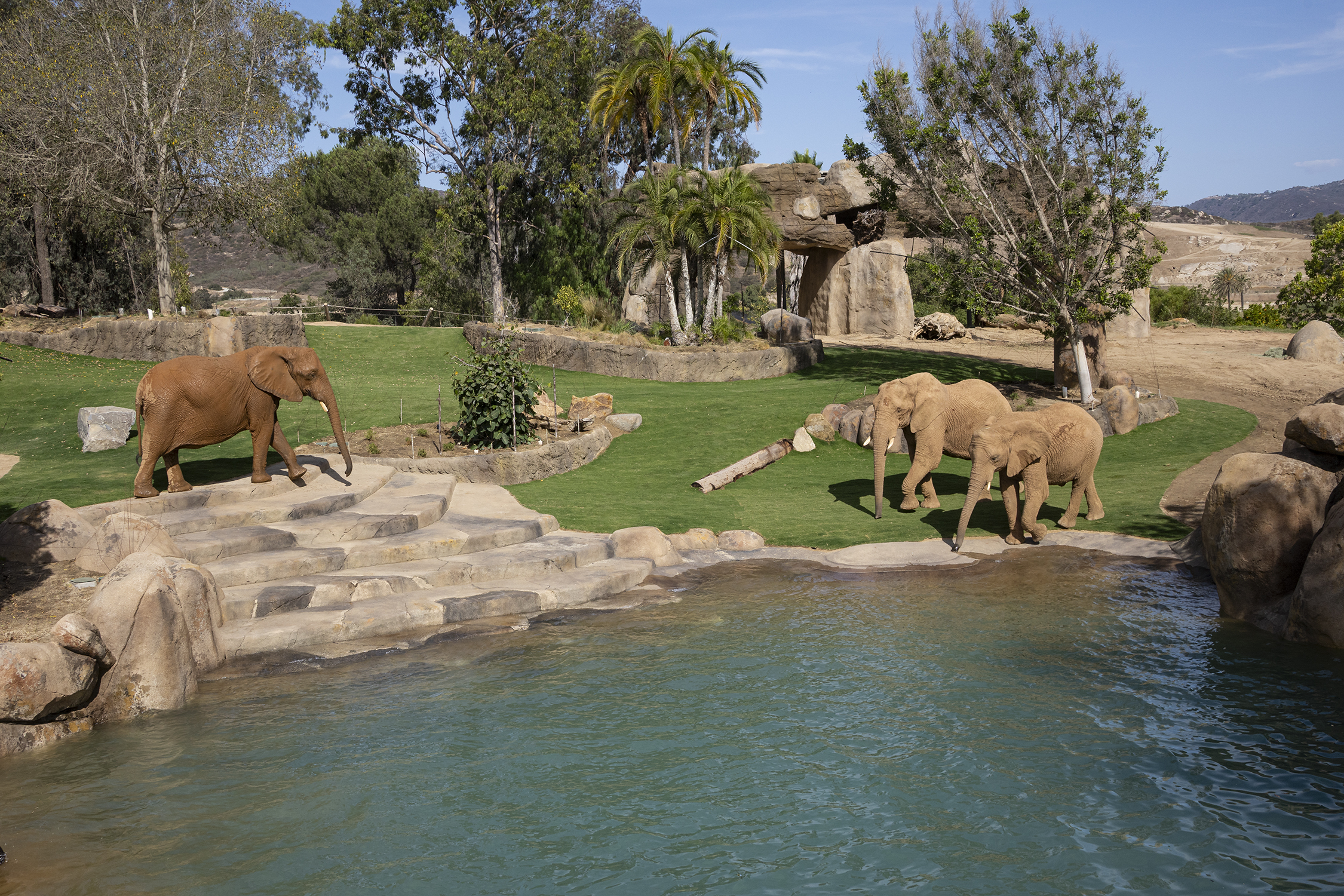 Walk among giants at San Diego Zoo Safari Park's new Elephant Valley