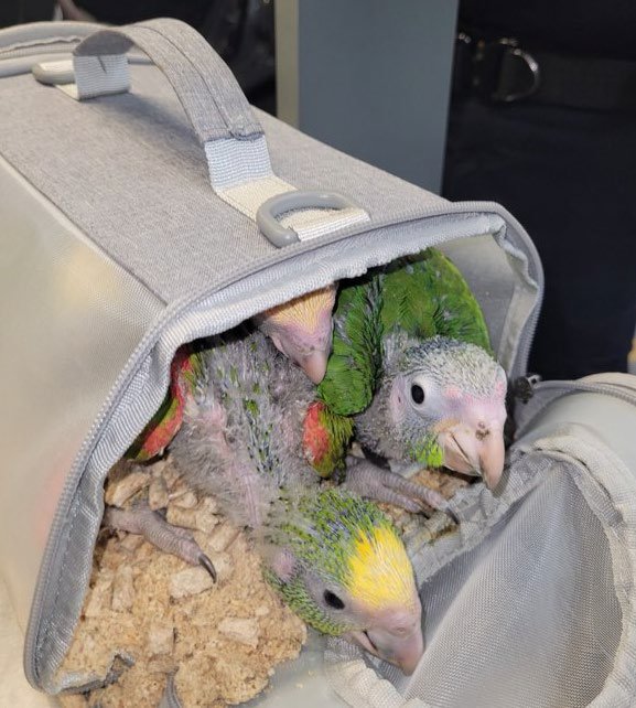 San Diego man sentenced to prison for smuggling parrots, parakeets across border