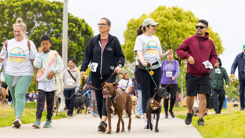 A group of people wearing sportswear and race bib numbers walks their dogs in the annual SDHS walk.