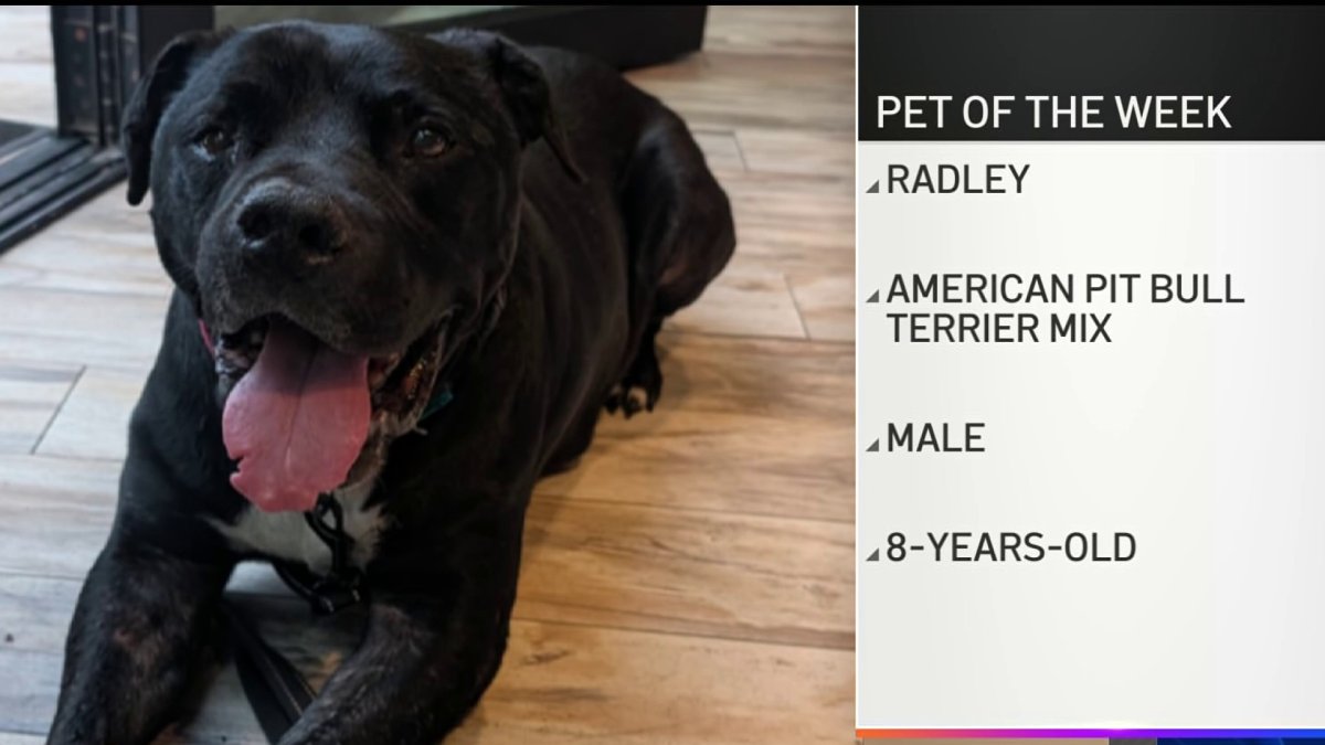 Meet Radley, the Clear the Shelters Pet of the Week – NBC 7 San Diego
