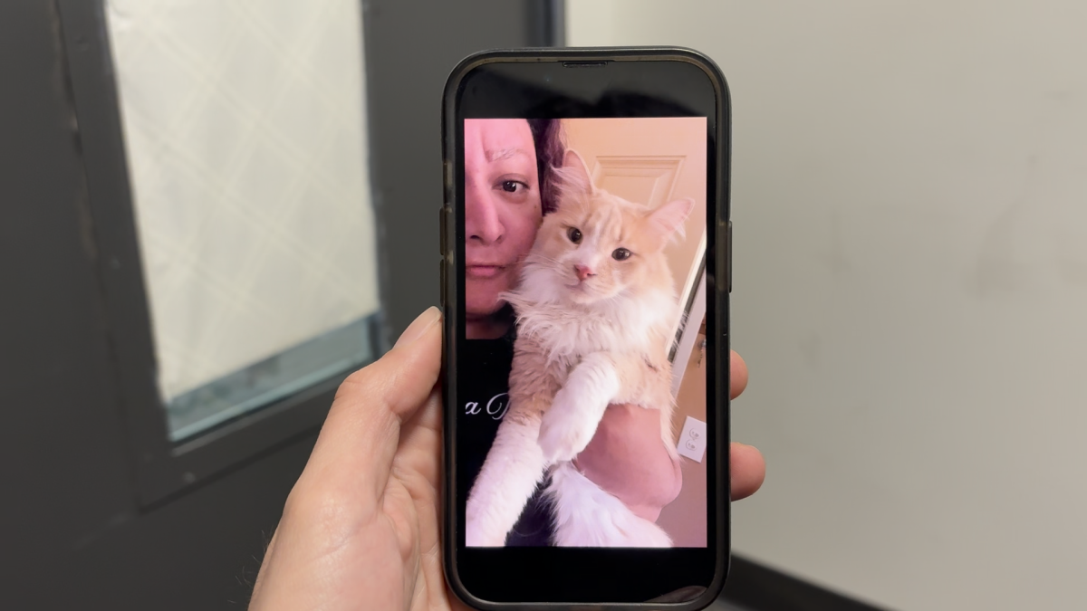 How San Diego pet owners can save with virtual vet visits