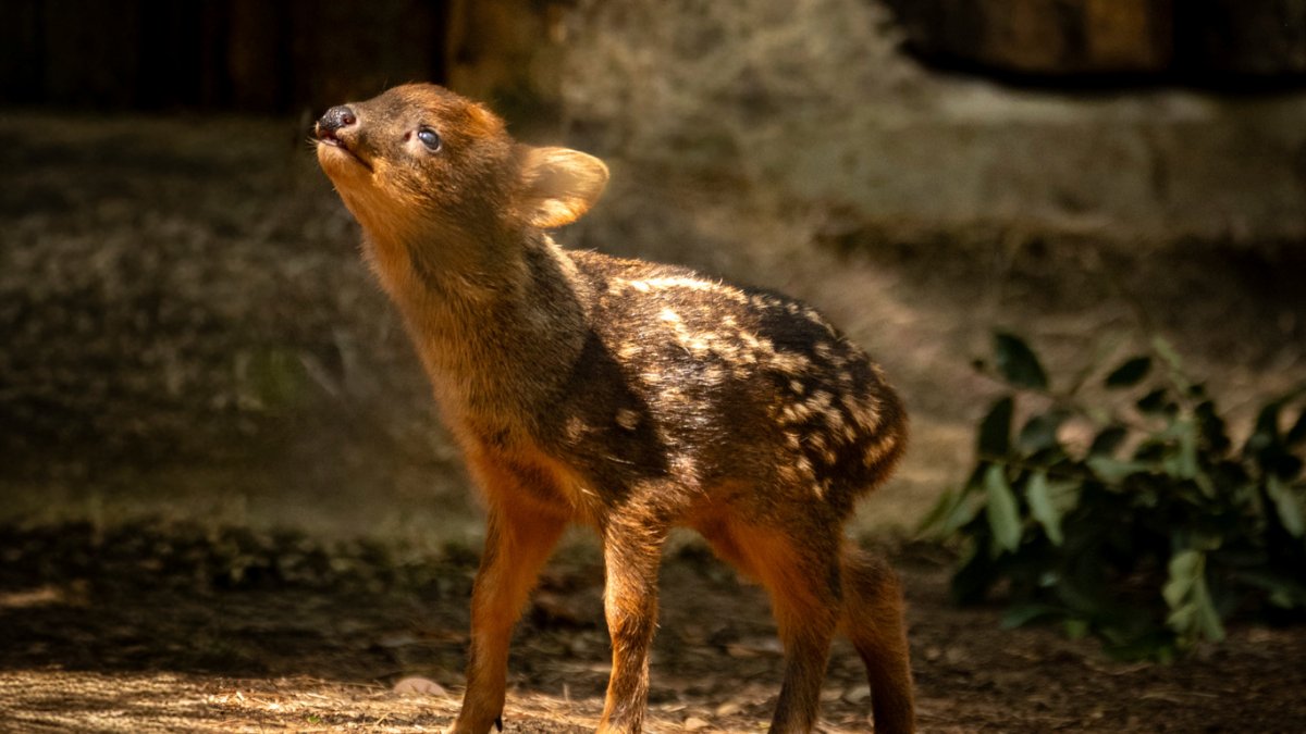 World's smallest deer, a Pudu fawn, is born at the San Diego Zoo Safari Park