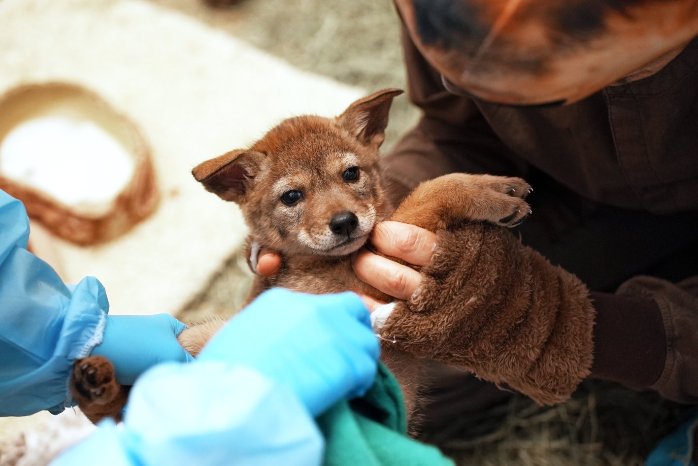 Rusty's Rescue Ranch Coyote Rescued coyote from San Diego County finds new home in Virginia – NBC 7 ...