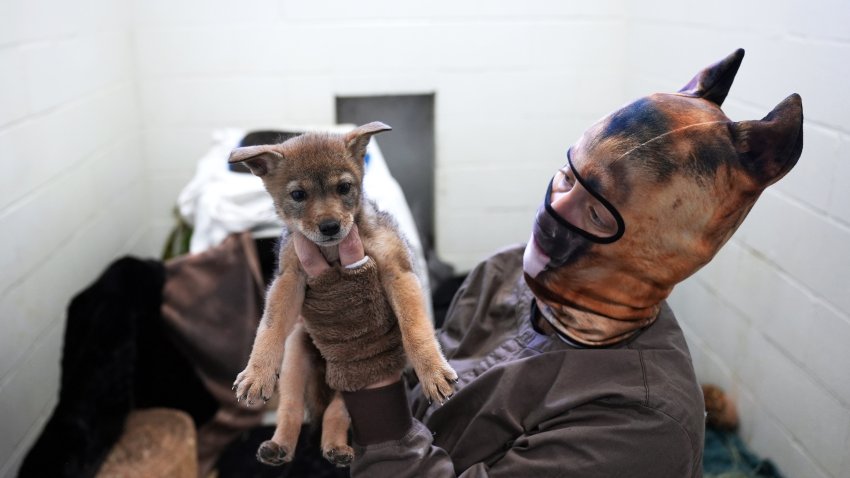 Ramona Wildlife Center staff wear masks to care for orphaned coyote pup, Val.