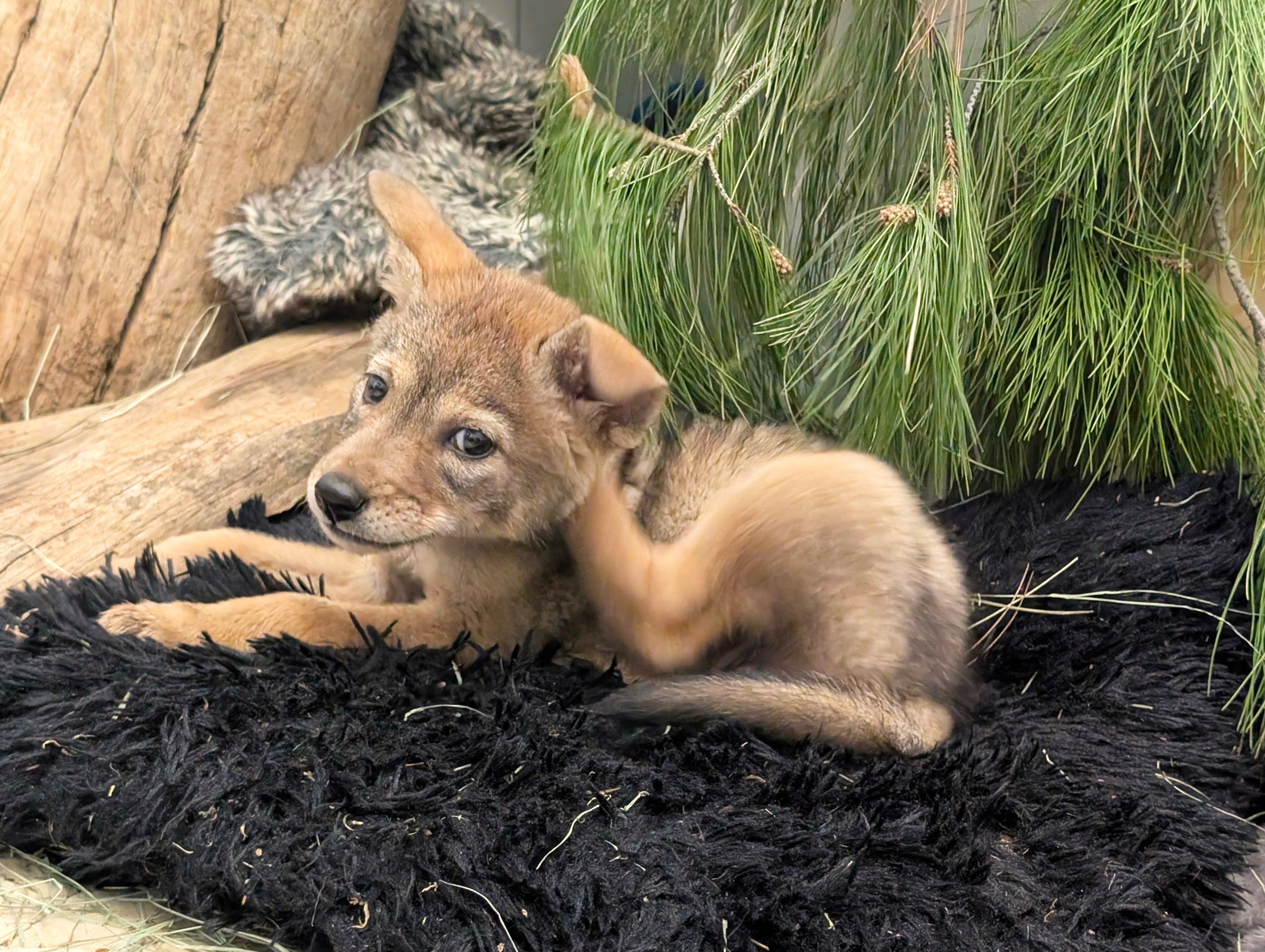 Rusty's Rescue Ranch Coyote Rescued coyote from San Diego County finds new home in Virginia – NBC 7 ...