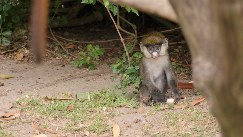 A newborn red-tailed monkey is sitting underneath a tree at the San Diego Zoo.