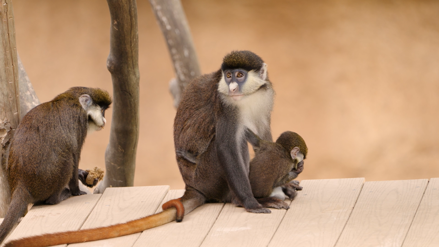 moni moni ANIMALS クロヒョウ Newborn Schmidt's red-tailed monkey joins San Diego Zoo – NBC 7