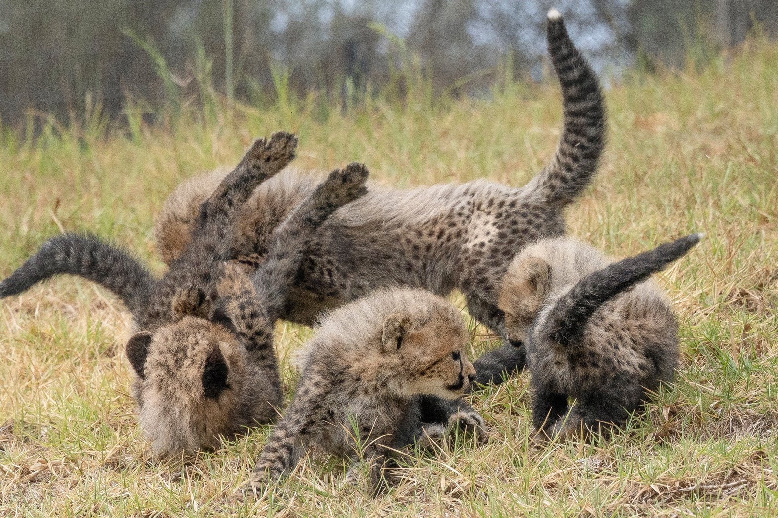 Behold San Diego Zoo Safari Park Names Its 4 Cheetah Cubs NBC 7 San behold-san-diego-zoo-safari-park-names-its-4-cheetah-cubs-nbc-7-san