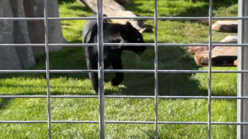 A black leopard named Onyx was taken in by the Lions, Tigers and Bears sanctuary after being rescued from a roadside operation in Oregon.