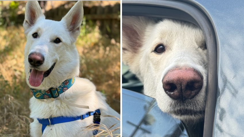 Undated images of Artemis the German Shepherd.
