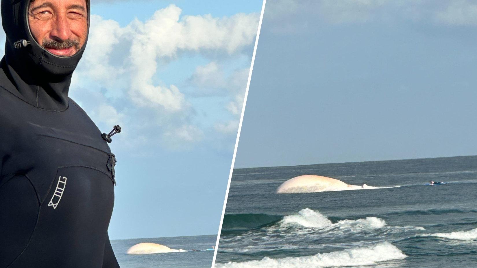 A whale carcass was spotted floating just offshore from Cardiff State Beach on April 27, 2026.