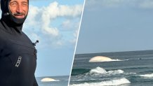 A whale carcass was spotted floating just offshore from Cardiff State Beach on April 27, 2026.