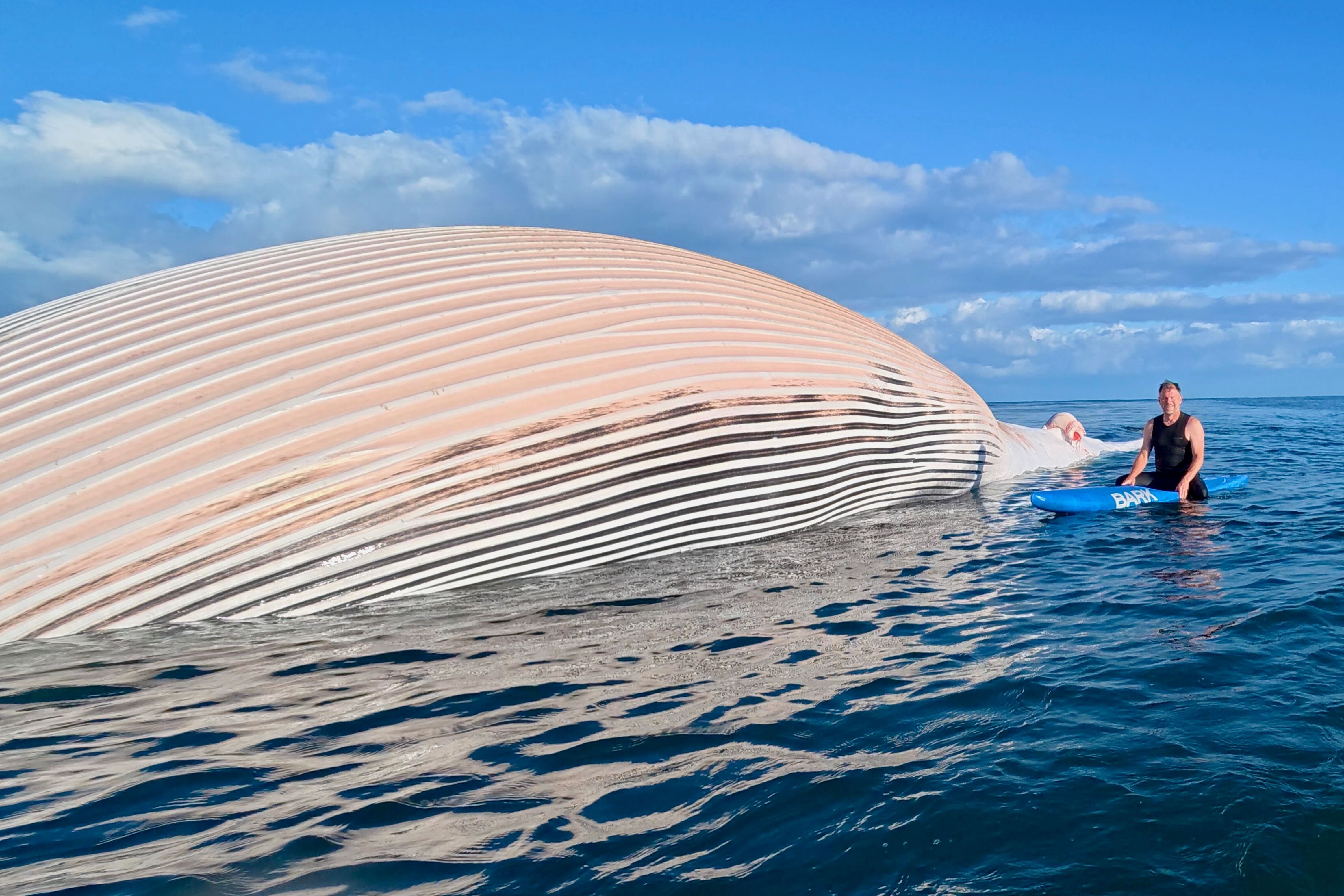 A surfer near a whale carcass just off the shore at Cardiff State Beach on April 27, 2026.