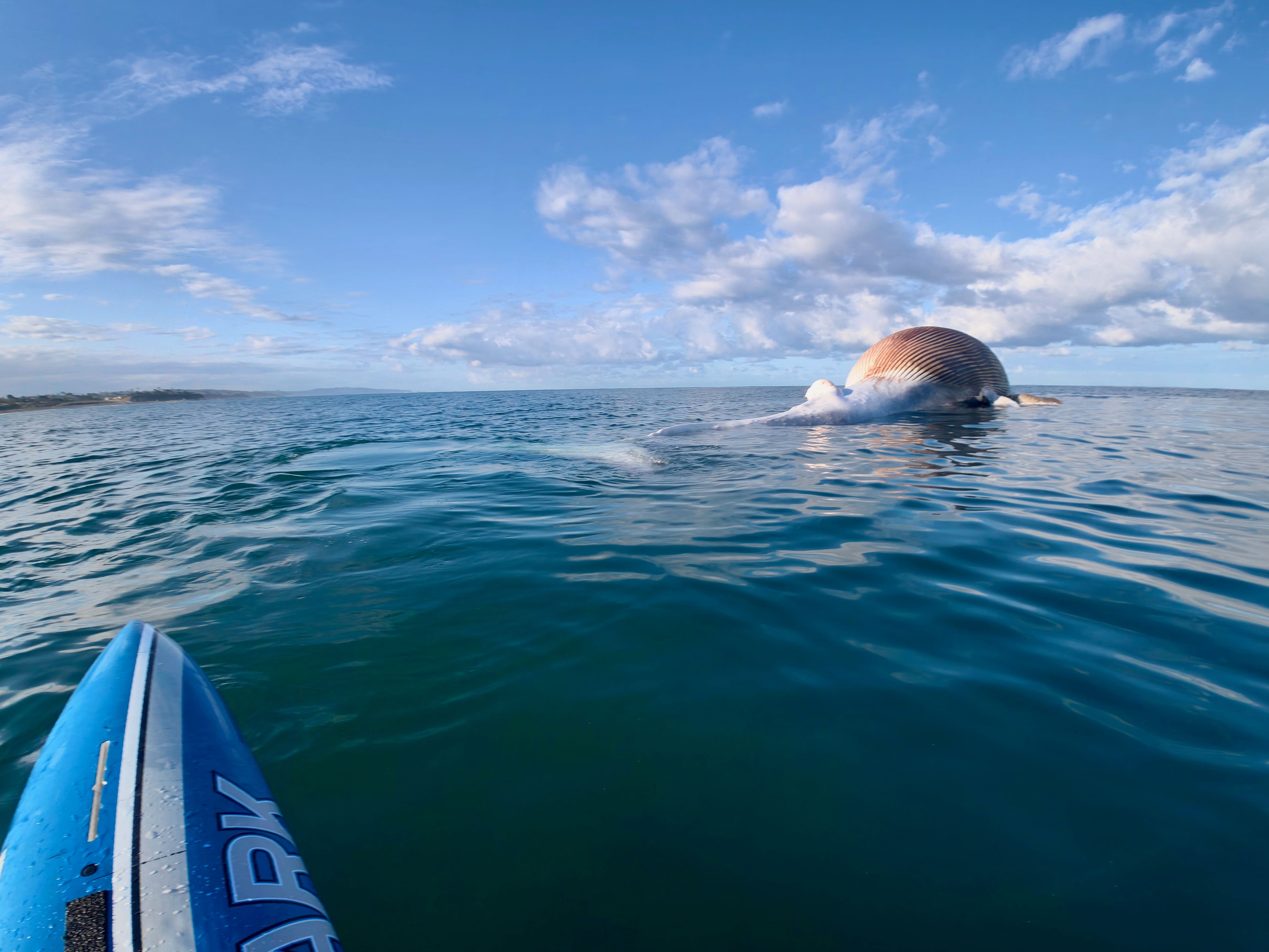 A surfer near a whale carcass just off the shore at Cardiff State Beach on April 27, 2026.