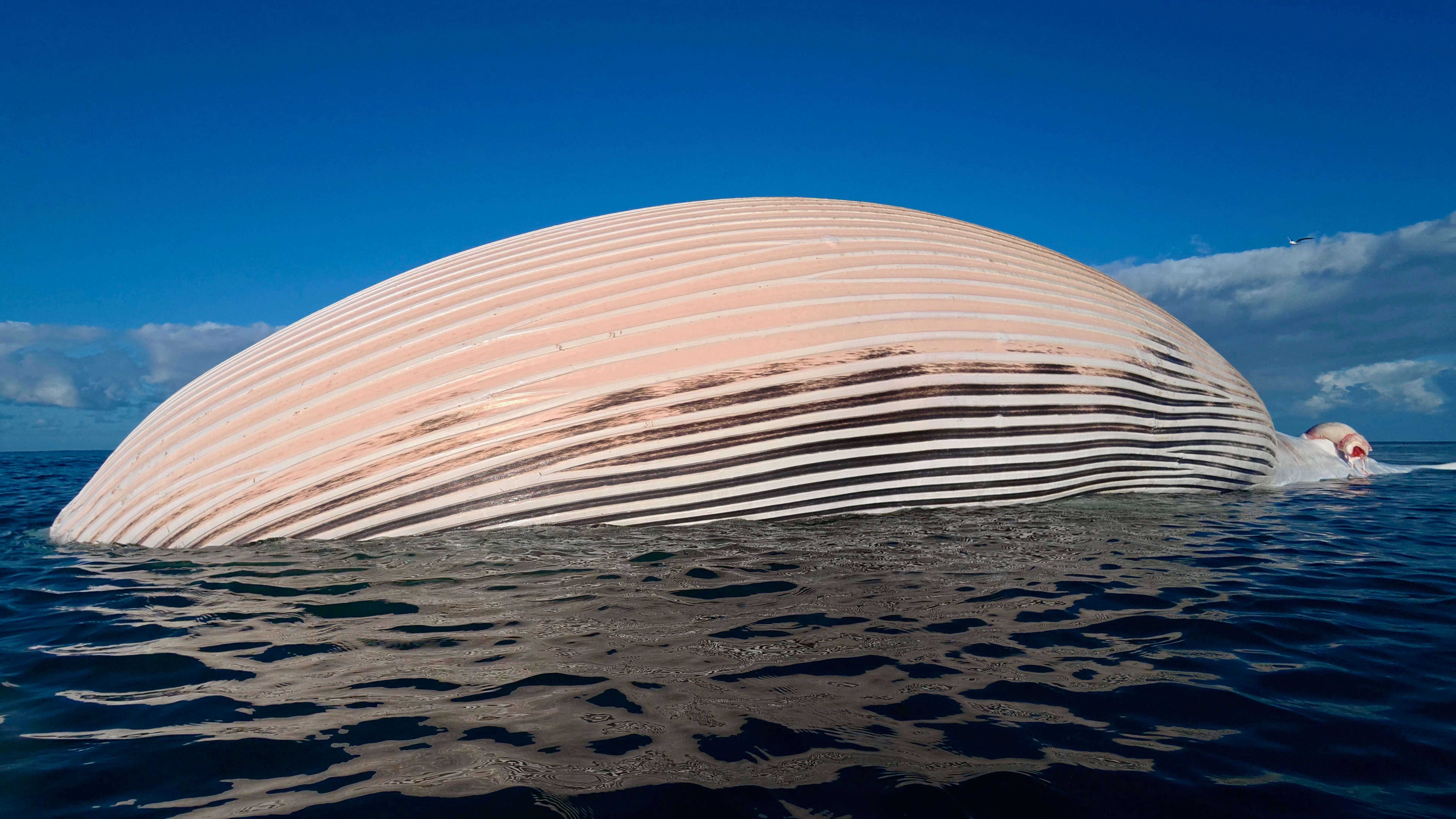 Shark follows bloated whale carcass as it's towed to sea, Encinitas officials say