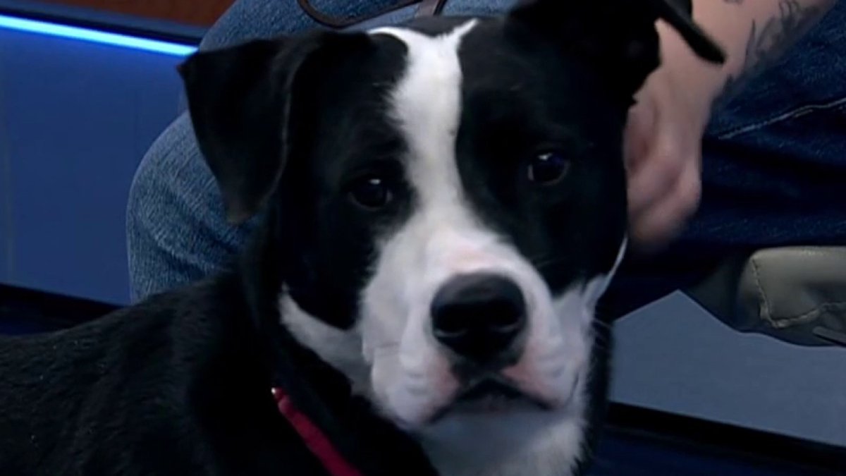 Clear the Shelters Pet of the Week: Sincere, an American Pit Bull ...