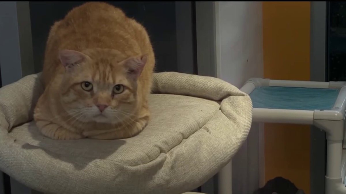 Animals at Villa Chardonnay With Wings Euthanized Due to Critical Condition - News Directory 3