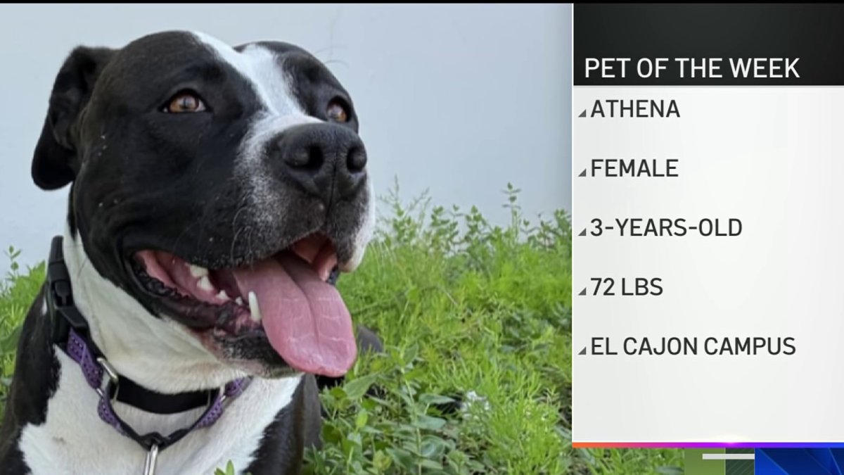 Pet of the Week: Athena, an American pit bull terrier mix – NBC 7 San Diego