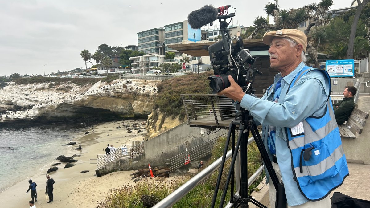 New warning signs posted at La Jolla Cove for sea lion pupping season