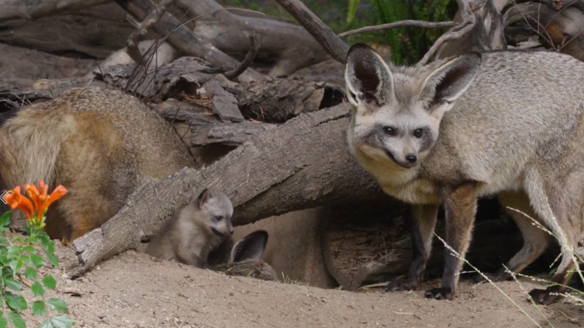 Three bat-eared fox kits born at San Diego Zoo Safari Park