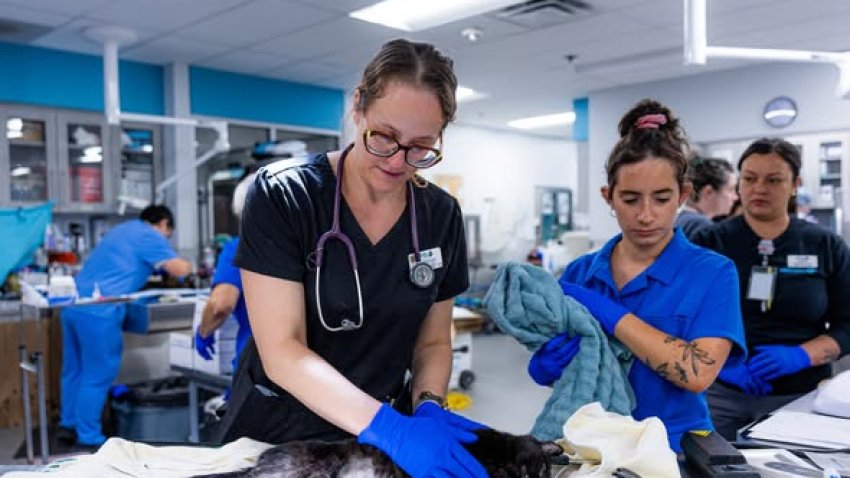 An animal from the Julian property being cared for by the San Diego Humane Society.