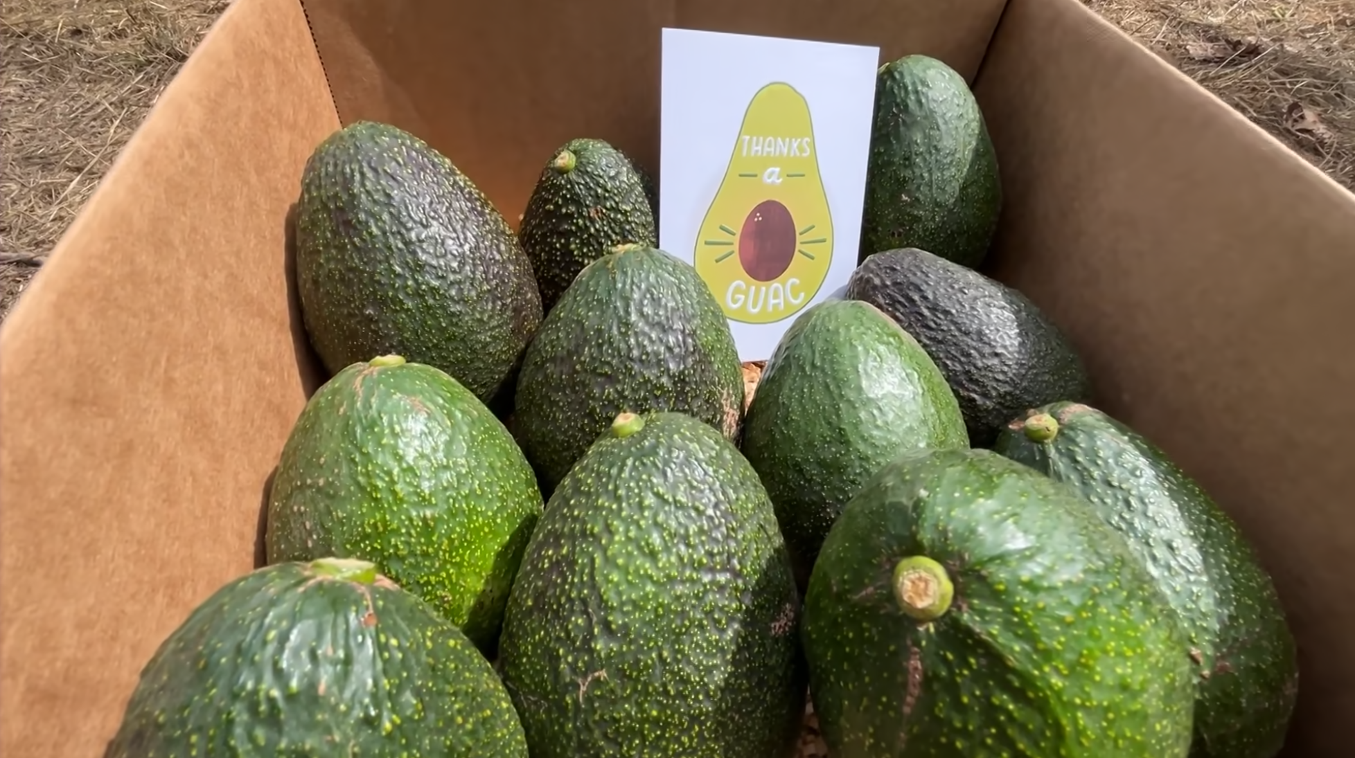 nbcsandiego.com - Todd Strain - Unique 'Adopt an Avocado Tree' program aims to revive San Diego's struggling farms